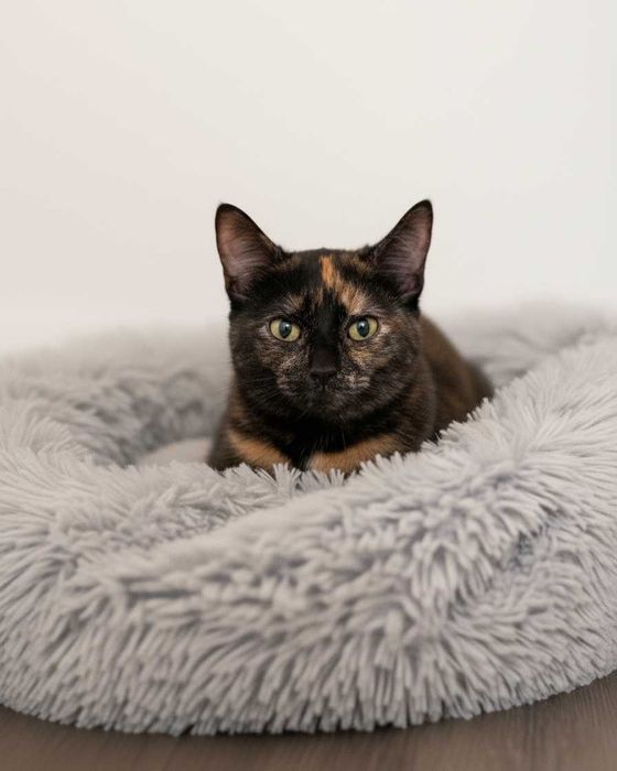 Setúbal / Margem Sul / Lisboa — SAFIRA e RUBY, gatinhas para adoção