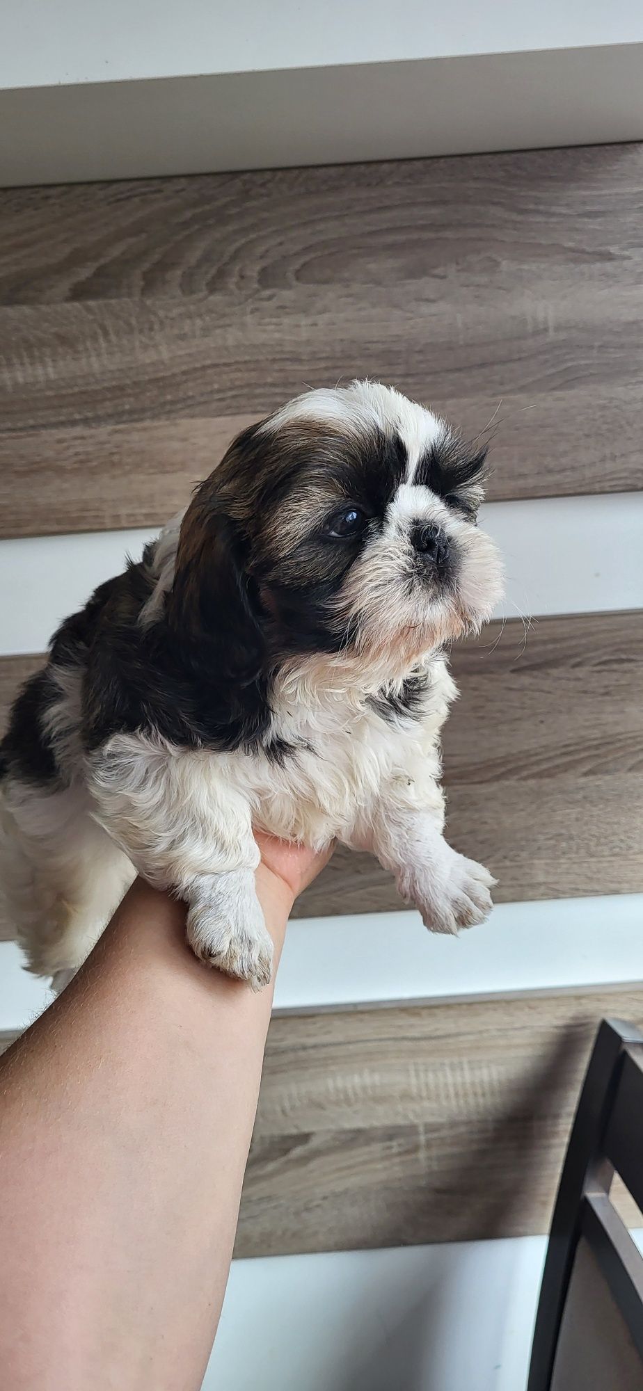 Szczeniak shihtzu