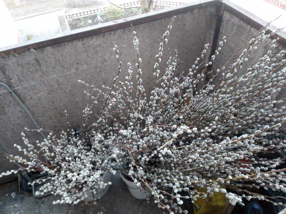 Верба,котики,ива. 15гр.веточка.