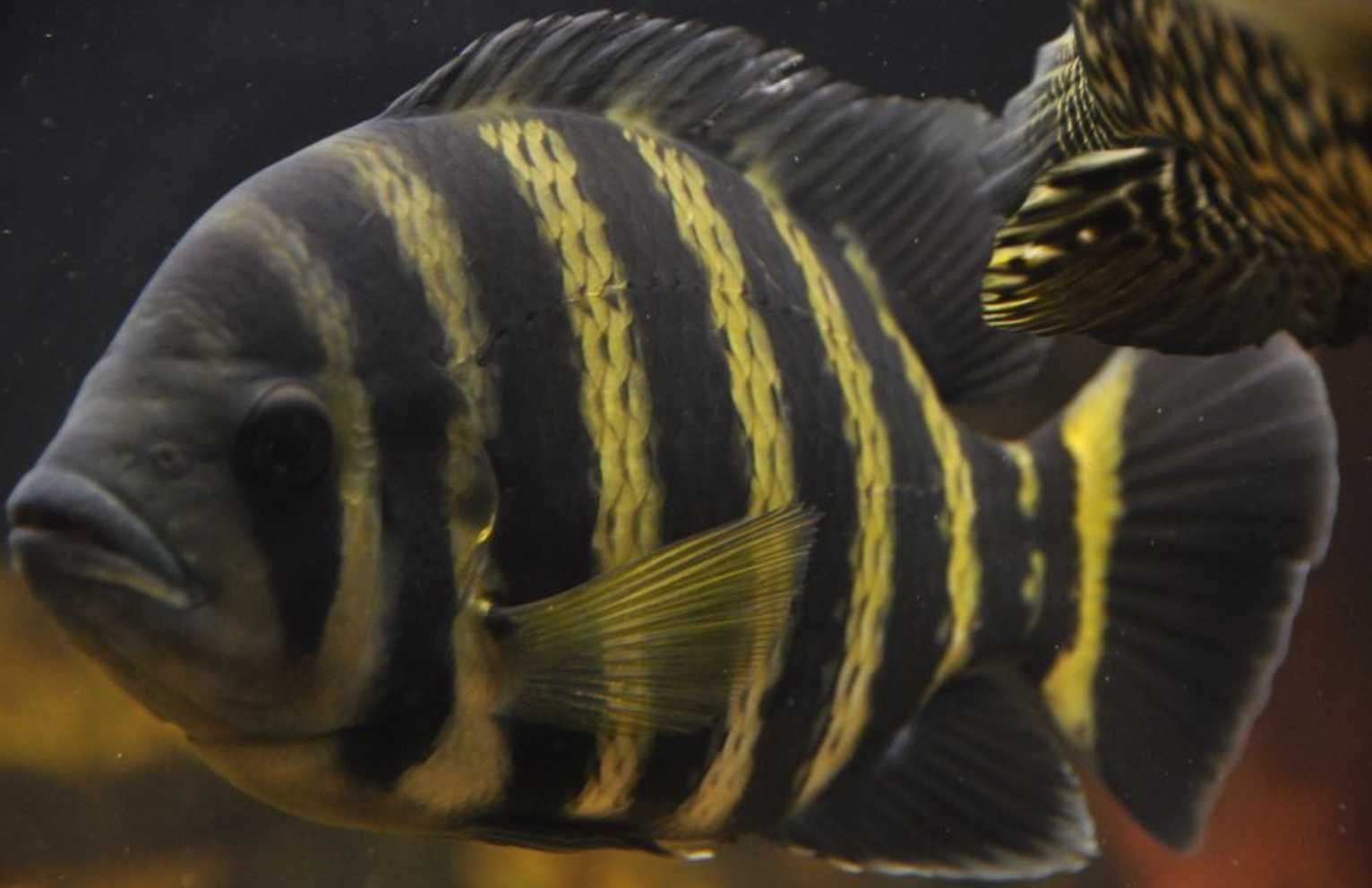 Tilapia zebra - Heterotilapia buttikoferi - dowozimy, wysyłamy