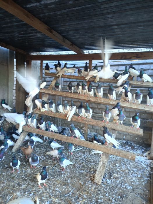 Lot Murzynow Warszawskich