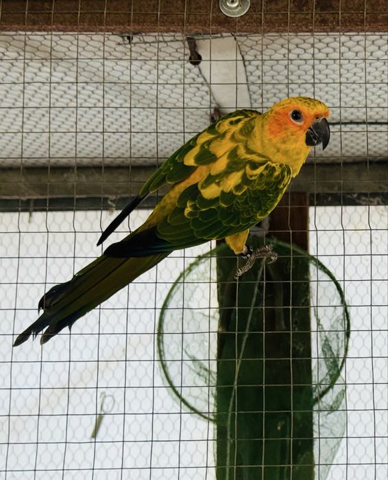 Aratinga Solatitialis Fêmea