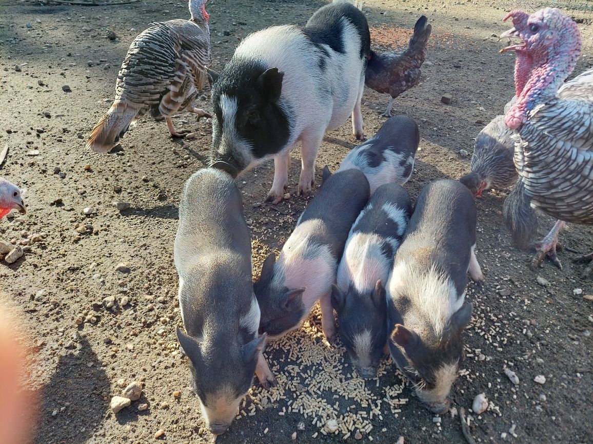 Mini pig / porco anão