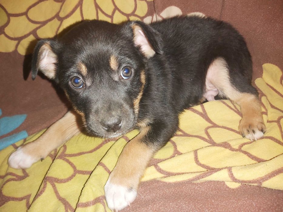 piekne samce MIX LABRADORA ok. 3 miesiące