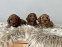 Cockapoo sunia (dziewczynka)