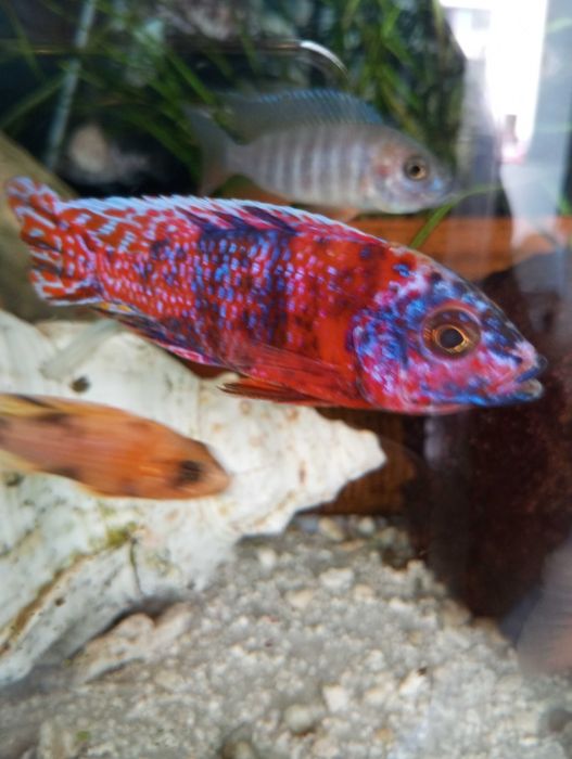 Crias de Aulonocaras calico ob