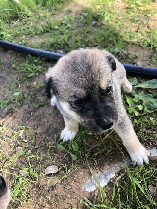 Cães bebés para dar