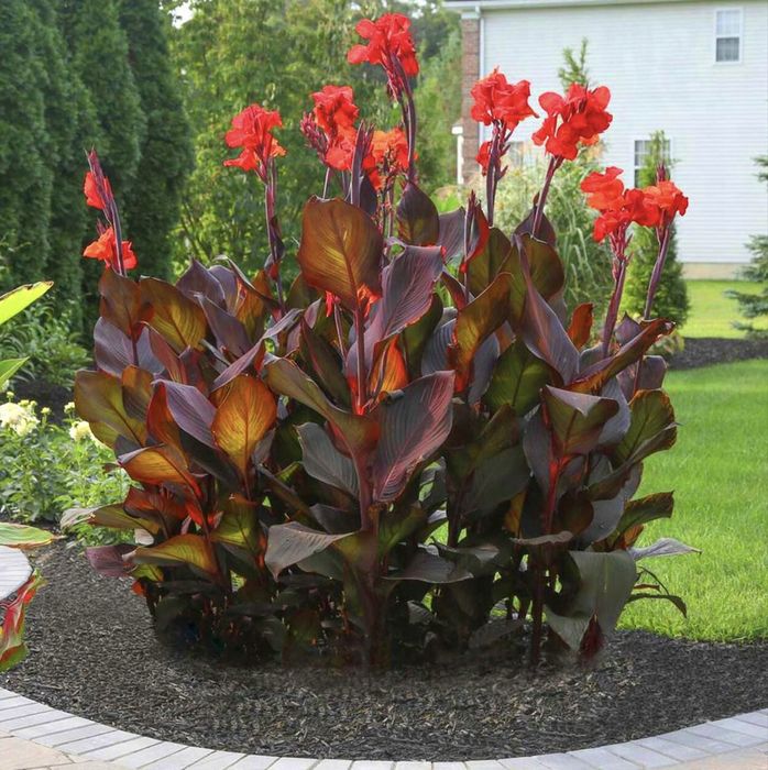 Kanna (Paciorecznik) - kłącza