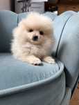 Pomeranian sunia kremowa:)