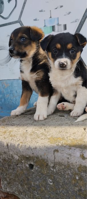 Цуценята шукають дім