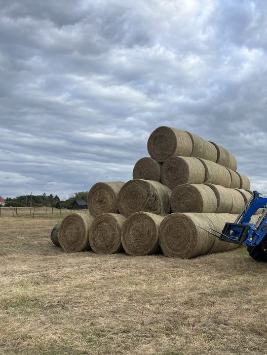 Siano bele 155 cm transport