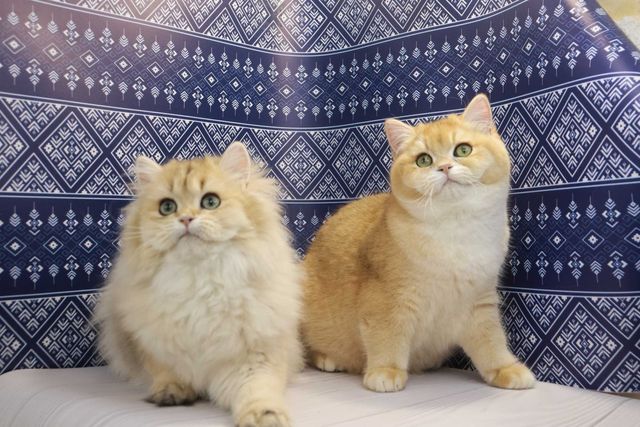 Очень красивые британские котята кш и дш