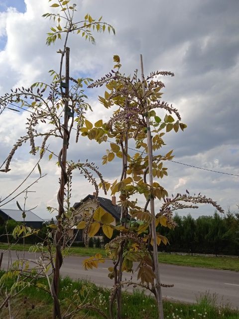 Glicynia kwitnąca Wisteria