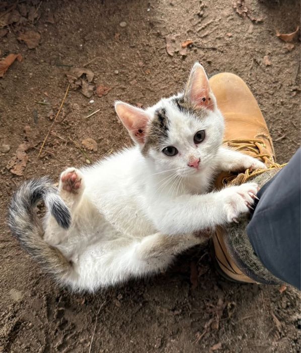 Kotek kotka kociak do oddania