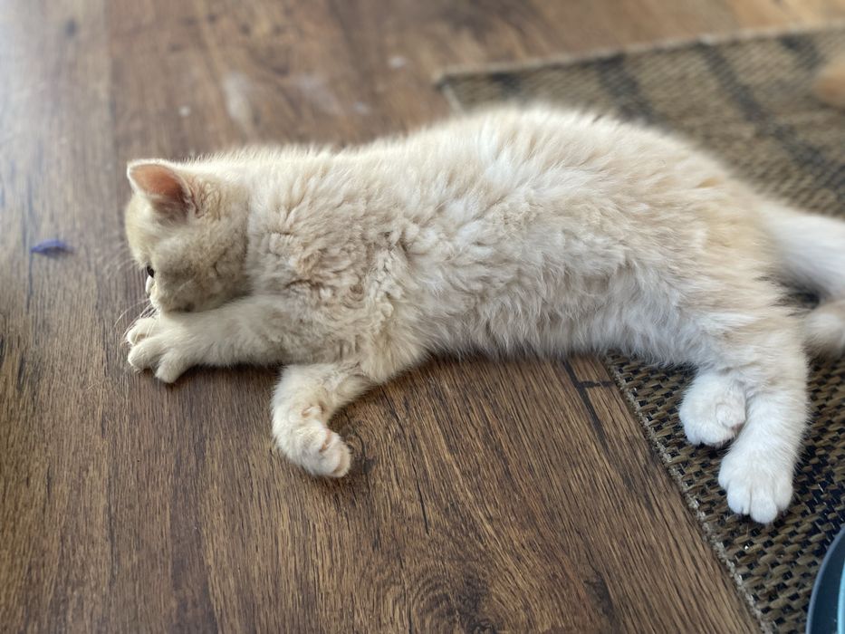 Beżowy kotek egzotyczny, pers krótkowłosy, exo, egzotyk