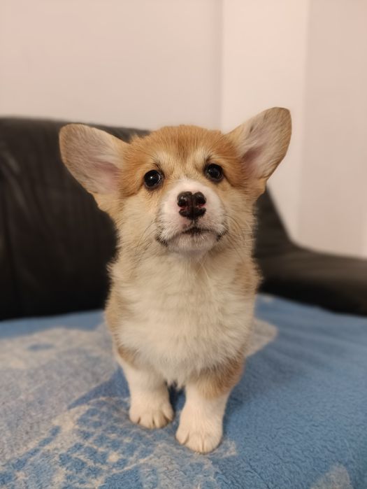 Welsh Corgi Pembroke suczka naturalny bobtail !!!