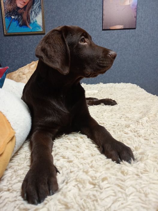 Шоколадний хлопчик