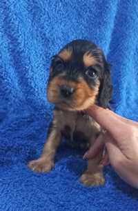 Cocker Spaniel Angielski Piesek