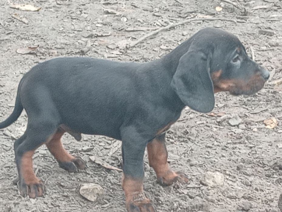 Piesek Gończy Polski