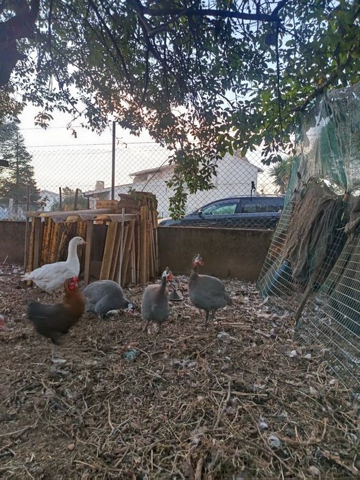 Galinha da Angola e Patos