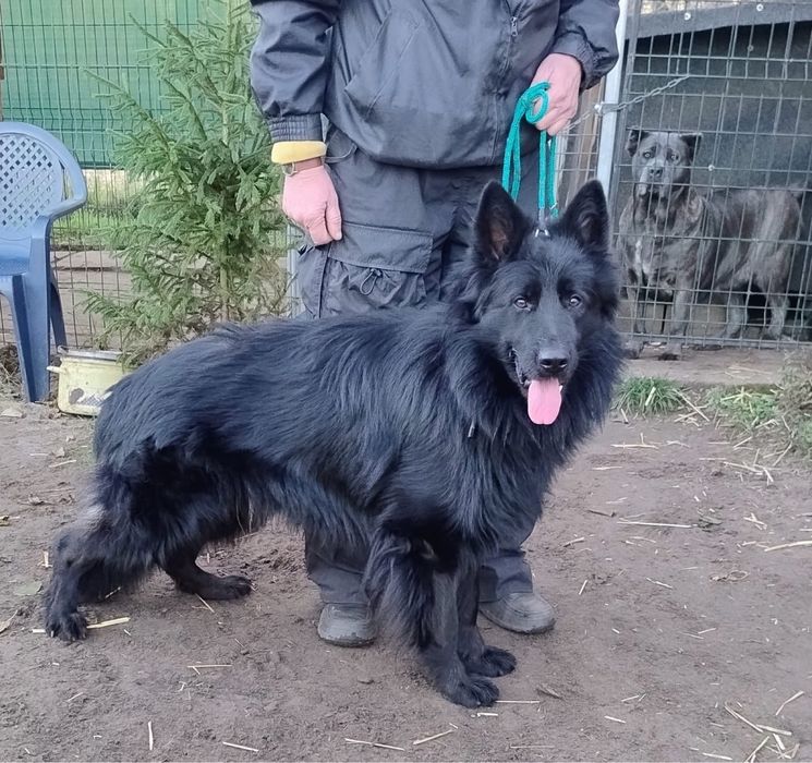 Sprzedam psa szkolonego owczarek niemiecki