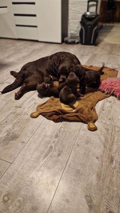Labrador retriever szczeniaki z rodowodem