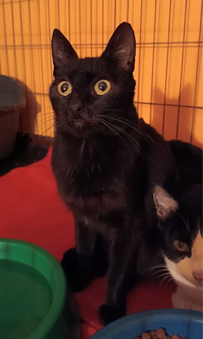 Gatinho juvenil resgatado da rua!