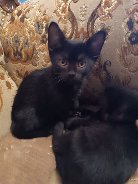 Kotki do adopcji