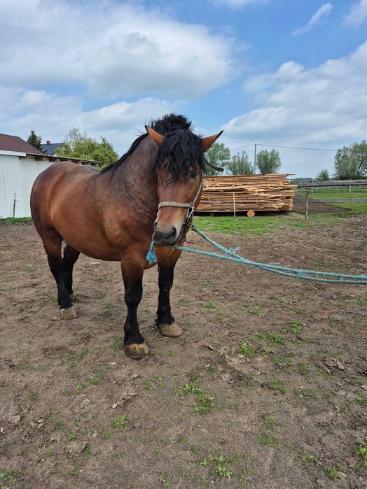 Ogier zimnokrwisty gniady