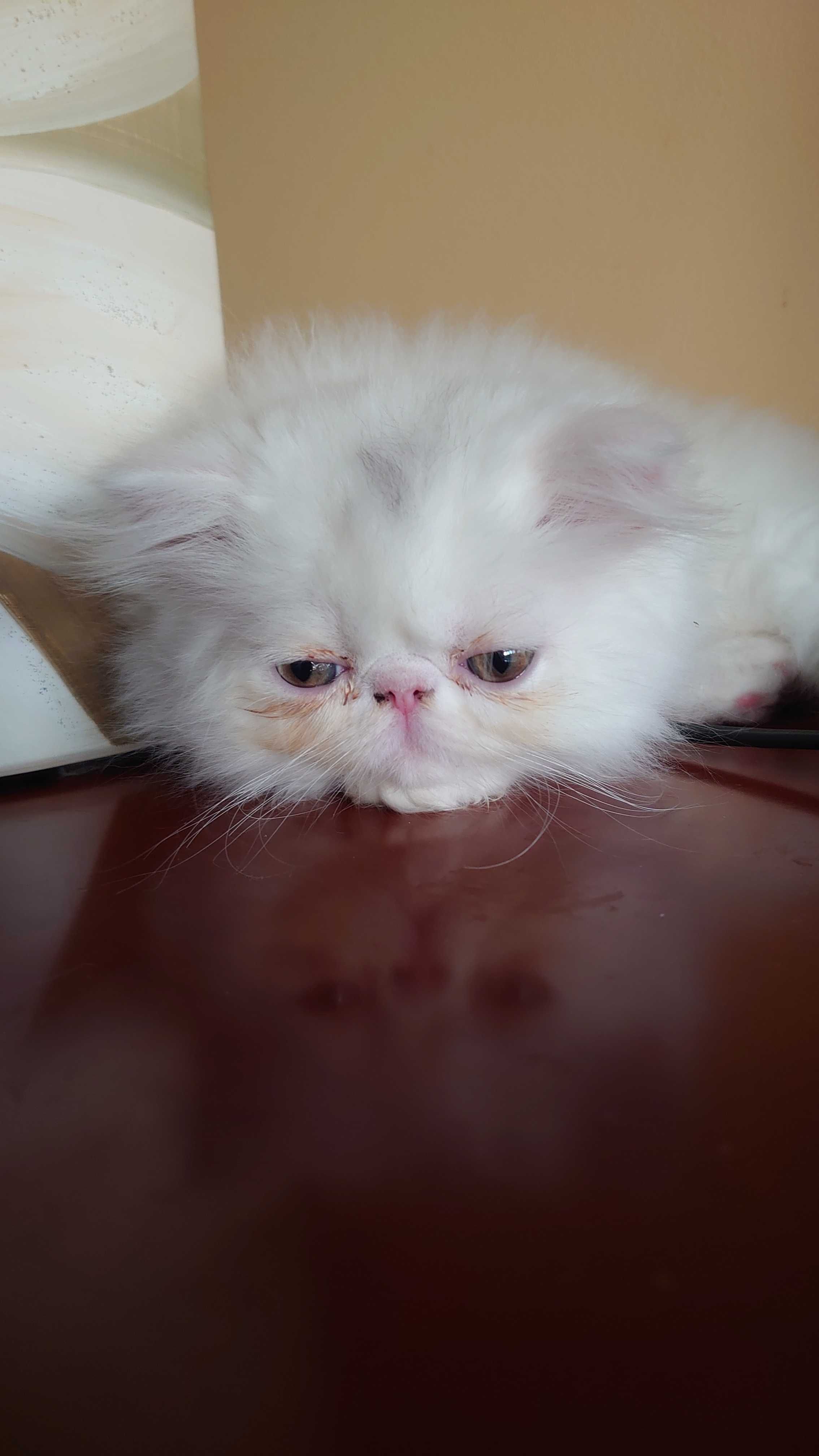 Gatinho Persa Branco