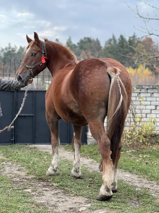 Кобила Советска