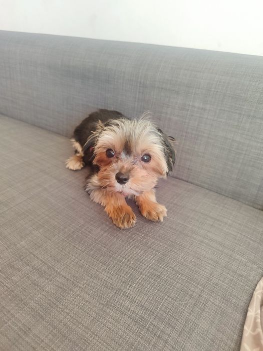 Yorkshire terrier suczka