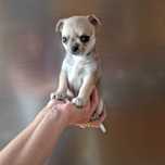 Chihuahua  mini toy