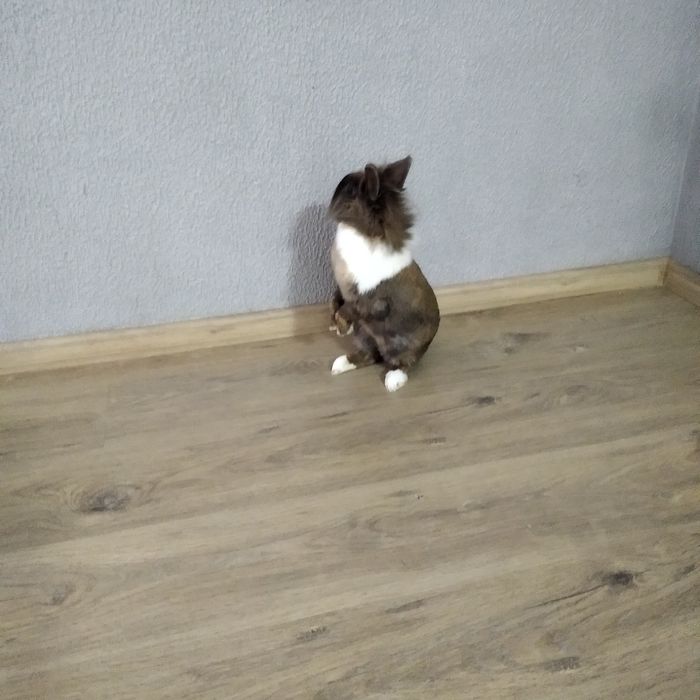 Кролики декоративні