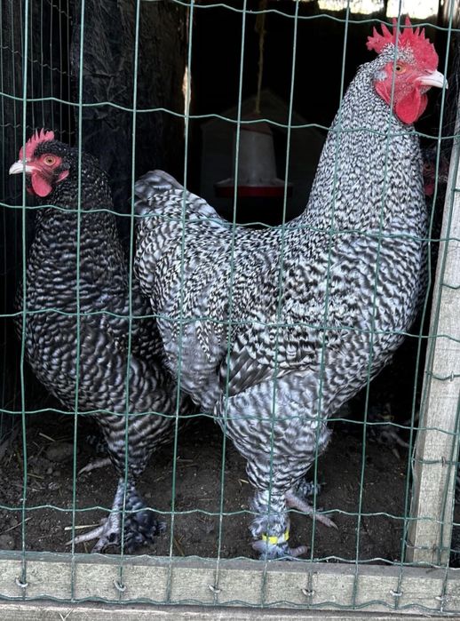 Maline raca belga ovos