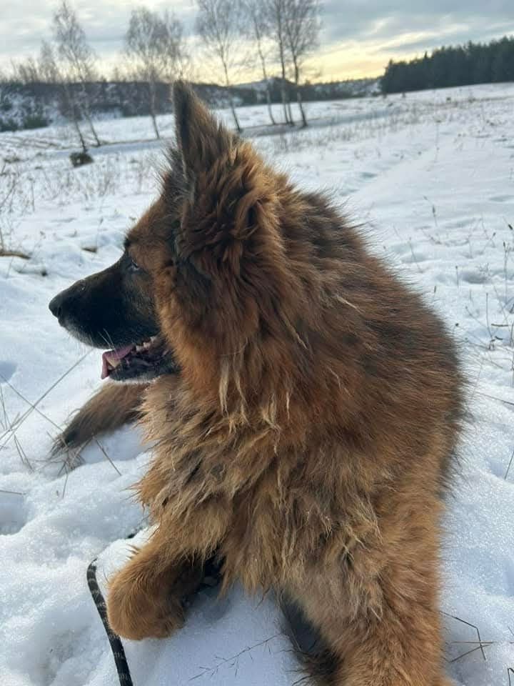 Piękny owczarek niemiecki Prozac do adopcji ze schroniska.
