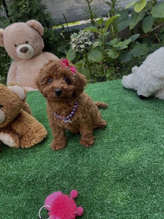 Чудова ДІвчинка .той пудель.мінні