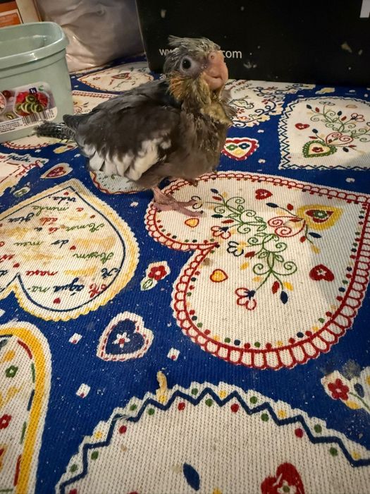 Vendo caturras para criar a mão