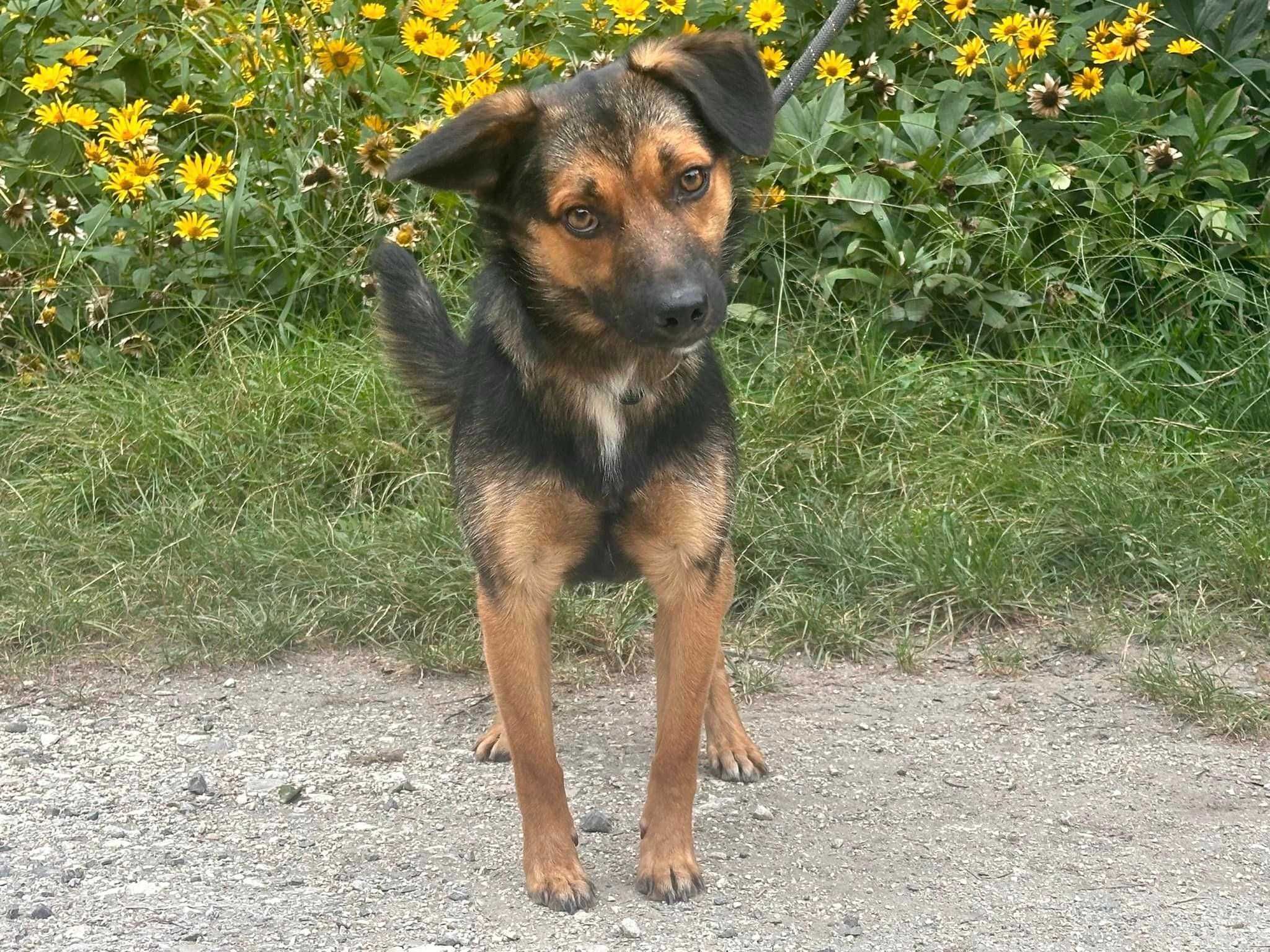 Szukamy domu dla Malcolma.