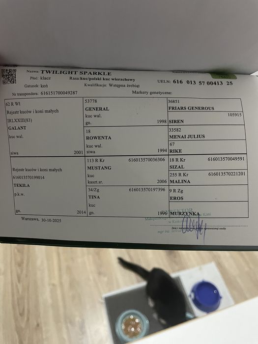 Kuc walijski klacz polski kuc wierzchowy