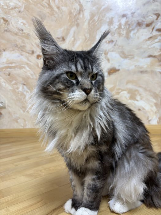 Хлопчик мейн-кун  шукає пару