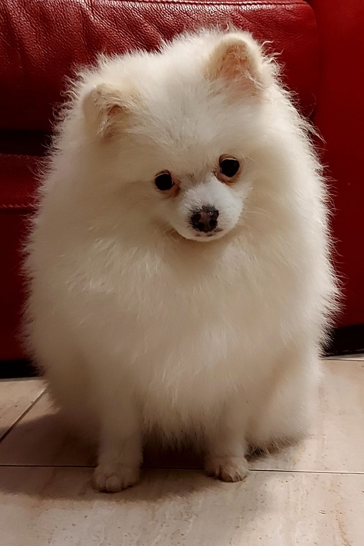 Pomeranian szpic miniaturowy ZkwP FCI