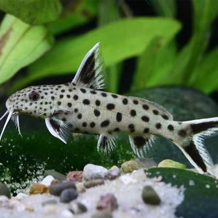 Giętkoząb czarnopłetwy - Synodontis petricola - mały sumik. Wysyłka