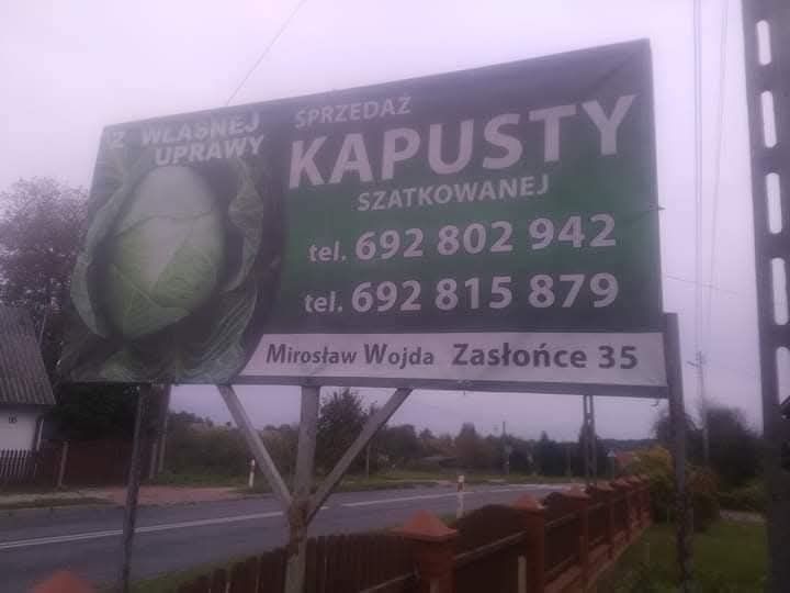 Kapusta szatkowana z własnej uprawy