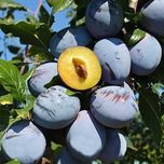 Продам саженцы Сливы. Продам саджанці Сливи (різних сортів).