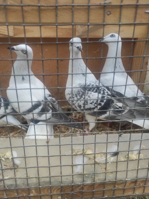 Żałobnik jasne boczate