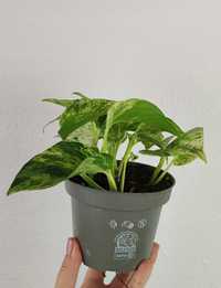 Epipremnum Marble Queen 15 cm