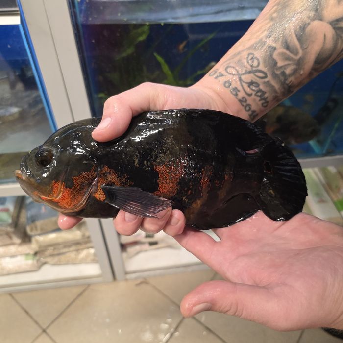 Pielęgnica PAWIOOKA 3 sztuki, ryby akwariowe