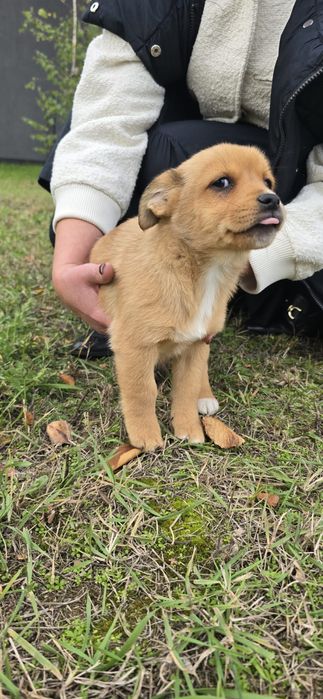 Psie dzieciątko szuka domu! Sunia 12 tygodni