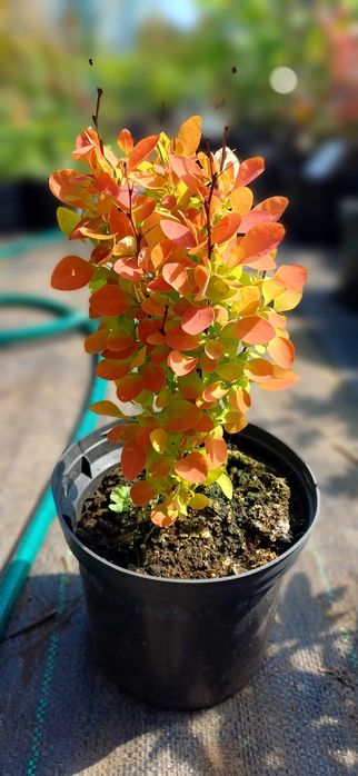 Głogownik na zywopłot forsycja perovskia berberys pęherznica  różne od